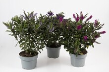 Hebe 'Queen' Mix Ø17 cm